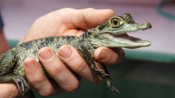 Маленький крокодил предвещает неожиданно появившиеся серьезные неприятности