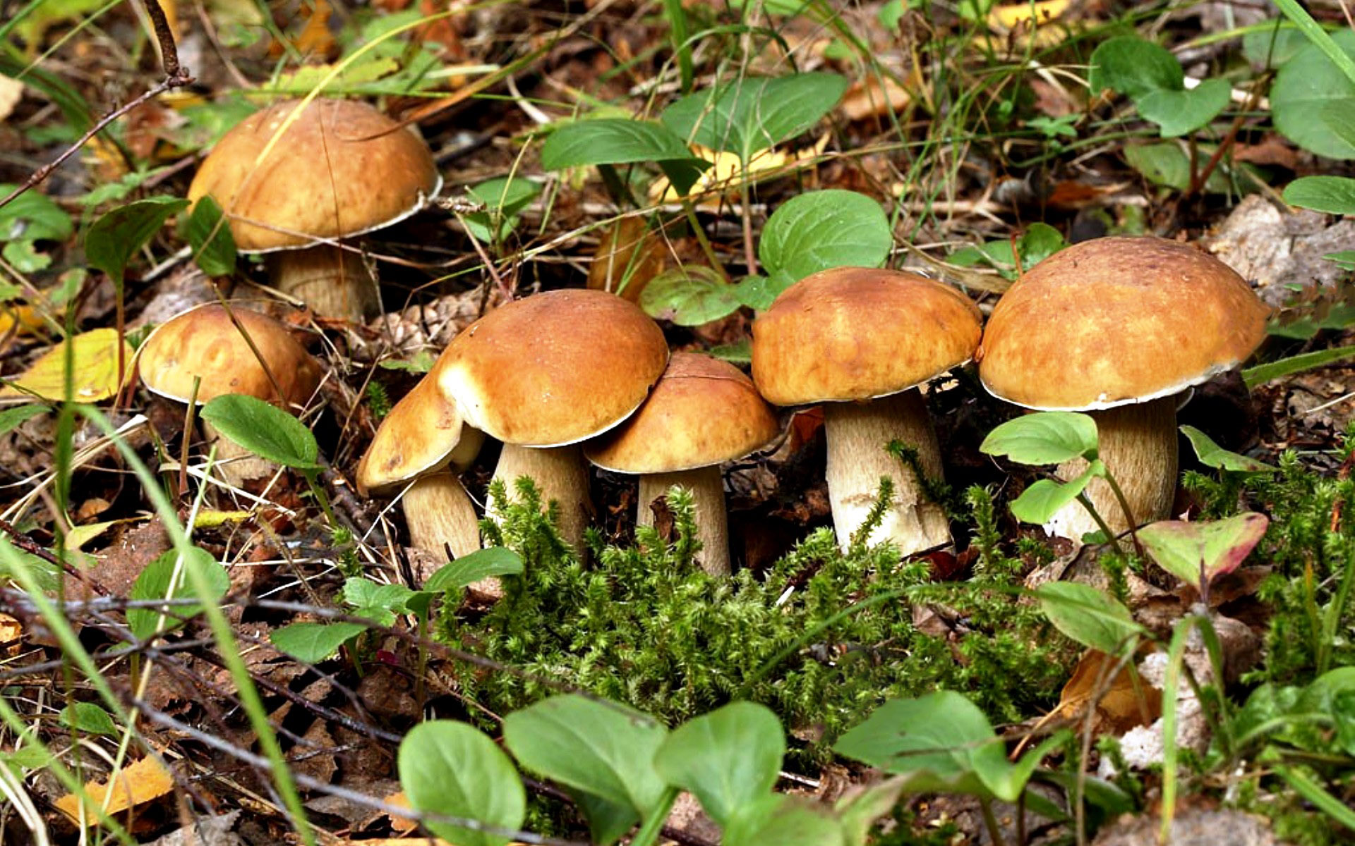 Поляна съедобных грибов – к большой любви