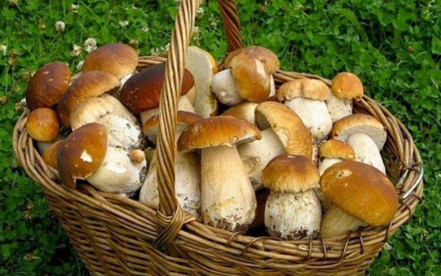 Увиденная во сне корзина с грибами – к здоровому и многочисленному потомству