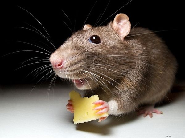 К чему снится маленькая серая мышь? К чему снятся мышата?